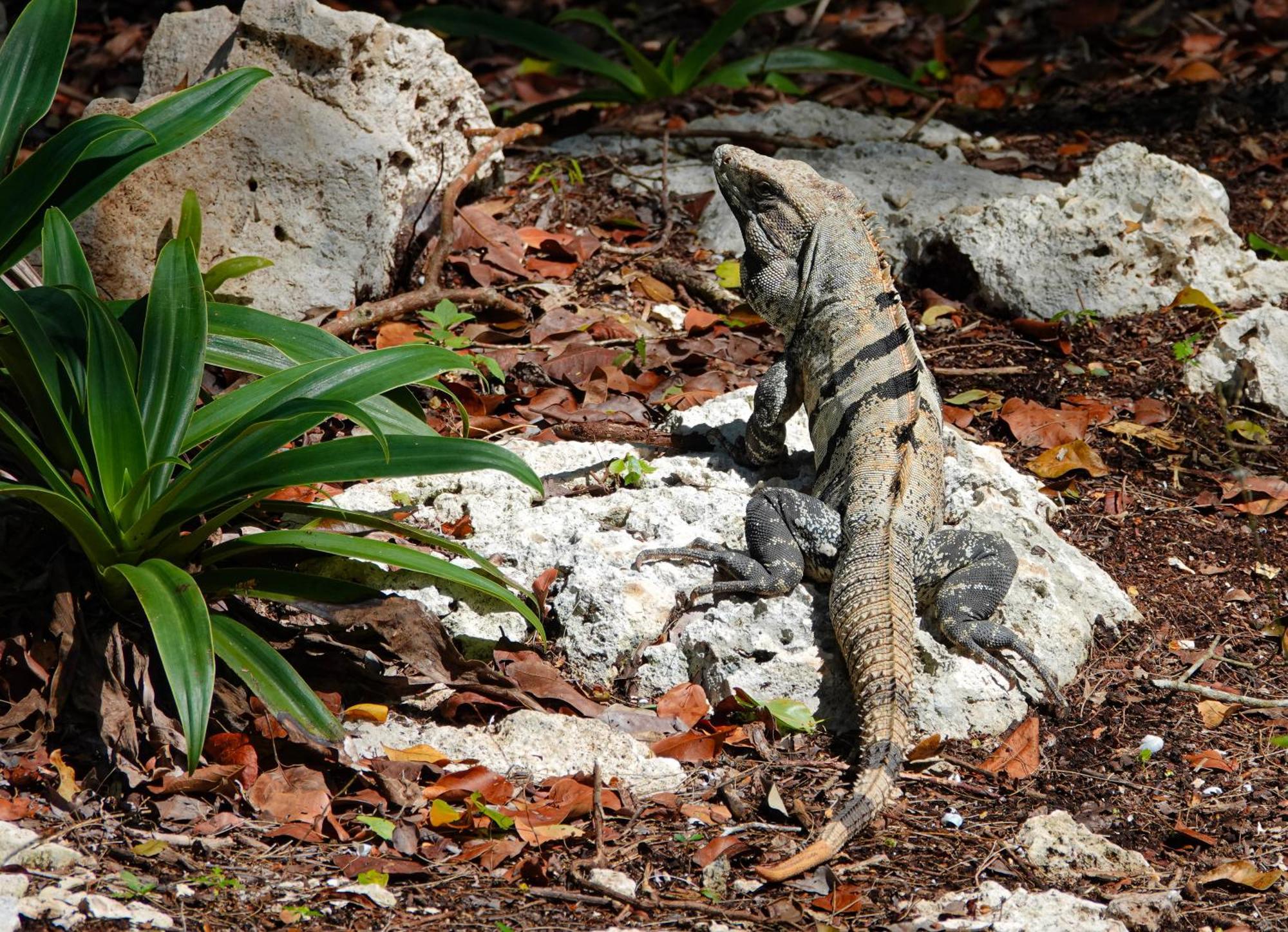 Campsite Treehouse H2ojos Tulum