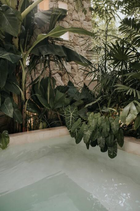 Design Casa Amonita Apartment