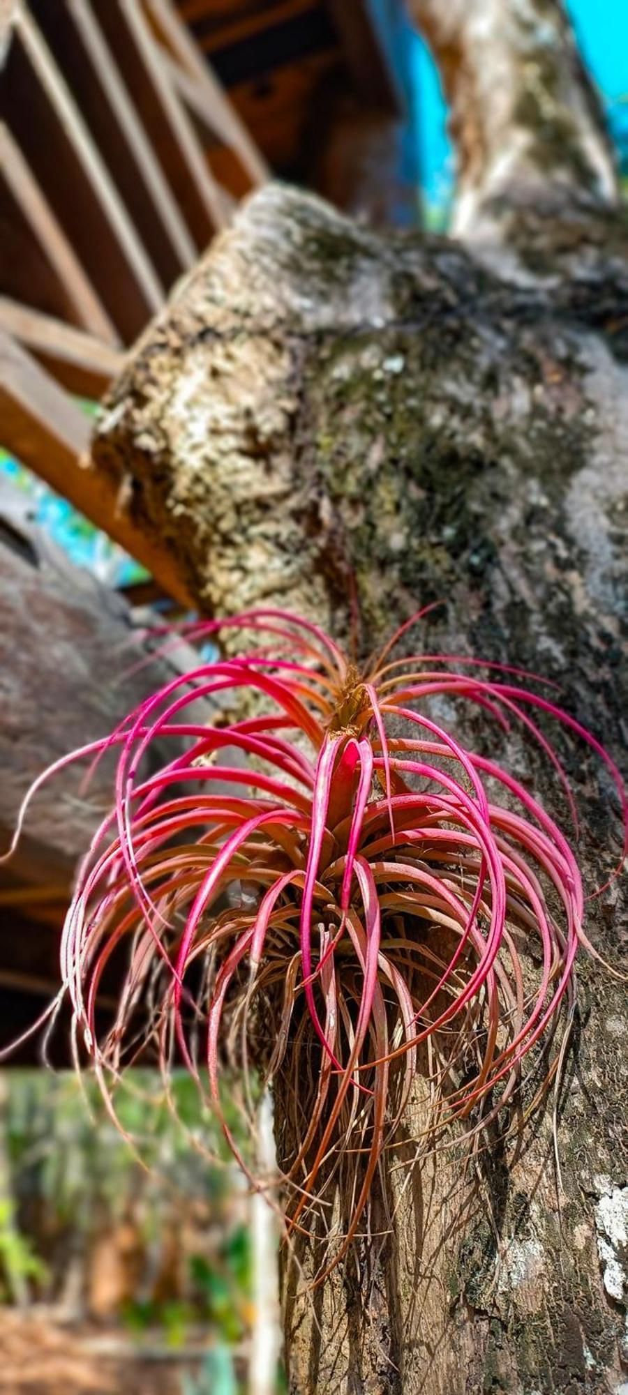 Campsite Treehouse H2ojos