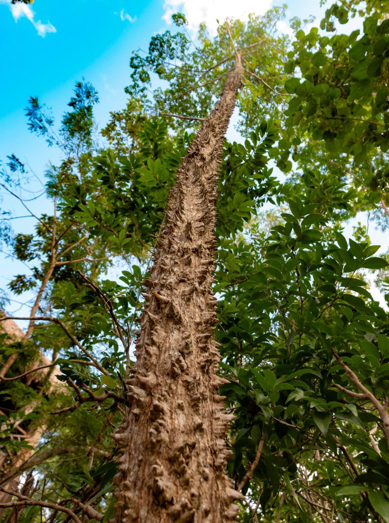 Treehouse H2ojos Campsite 4*