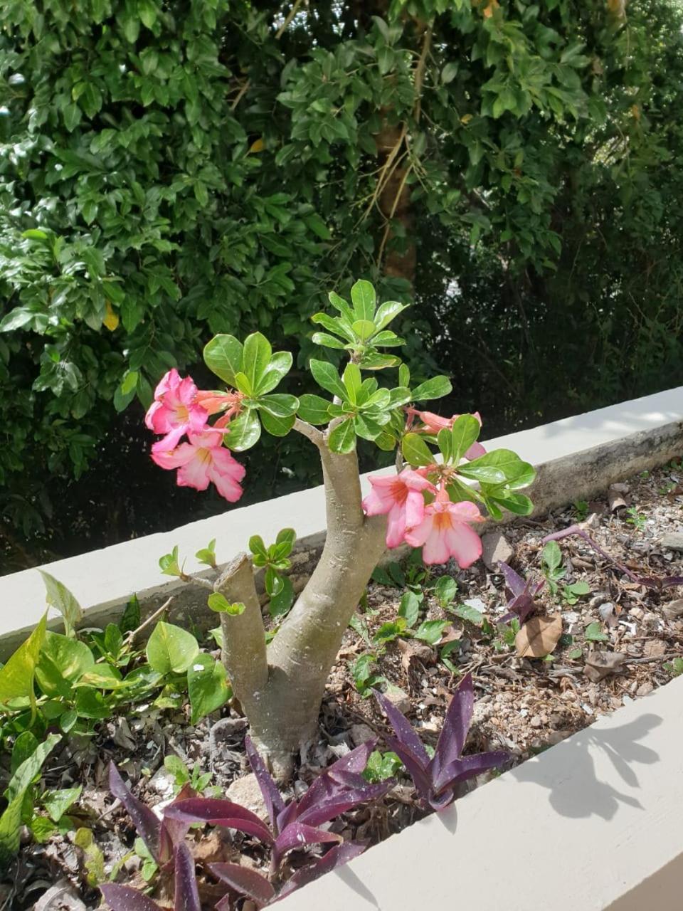 Casa Itzamna C1 Retreat * Tulum