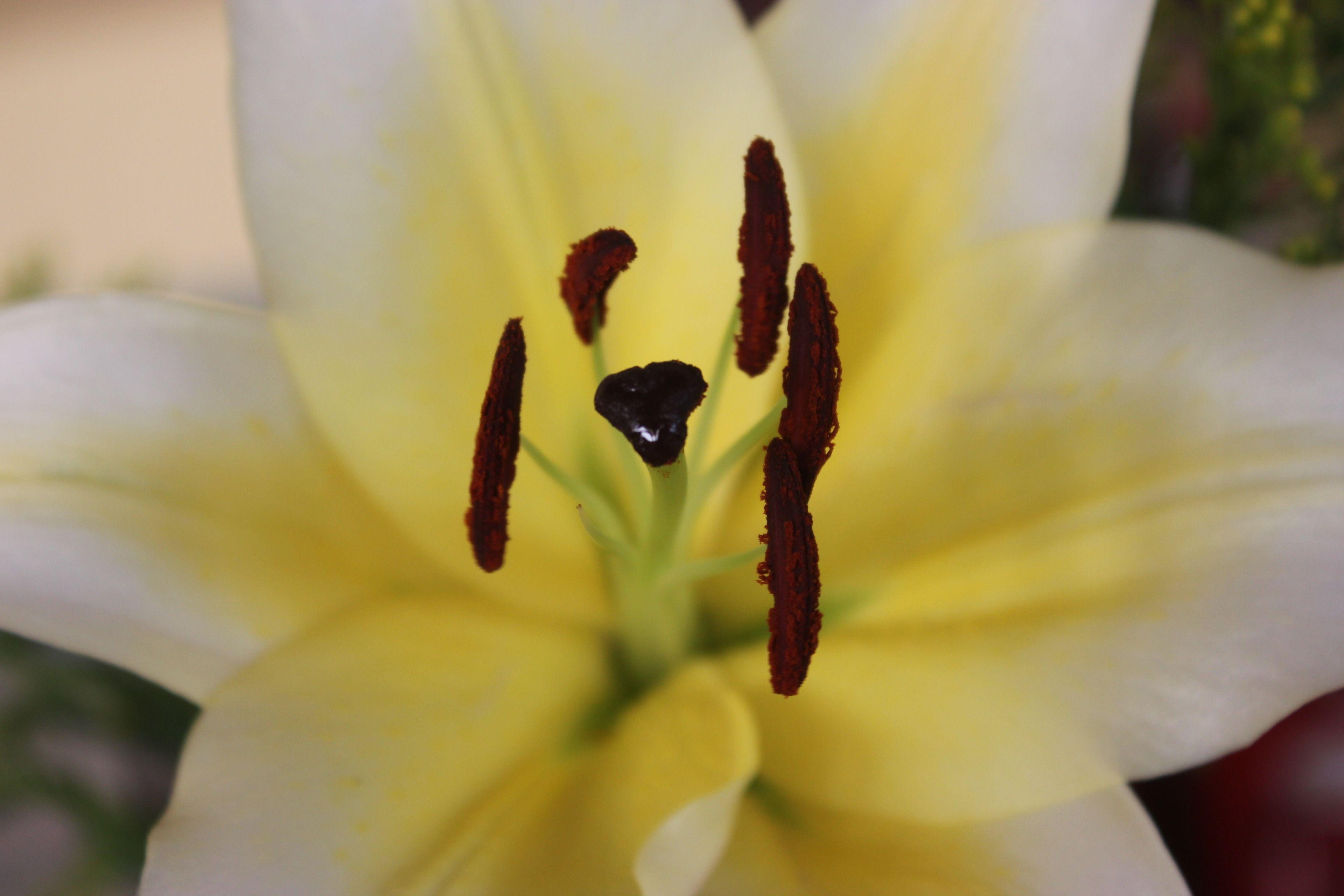 Piedra Escondida Hotel 3*