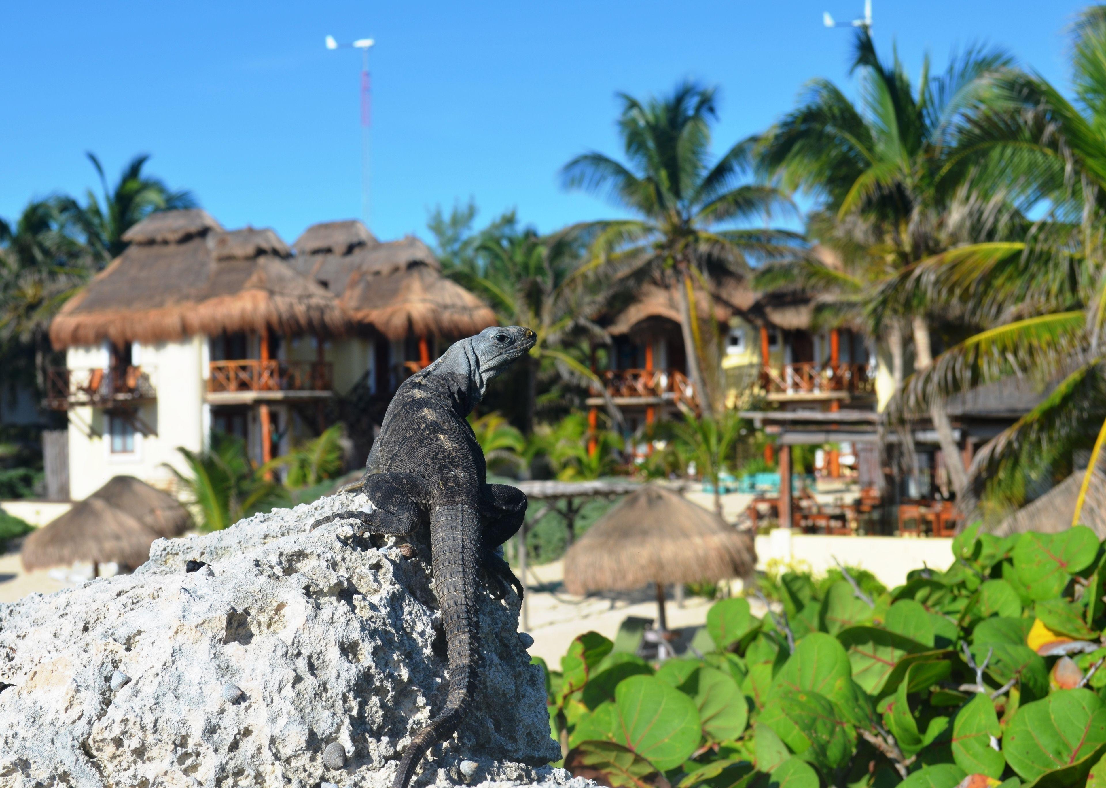 Piedra Escondida Tulum