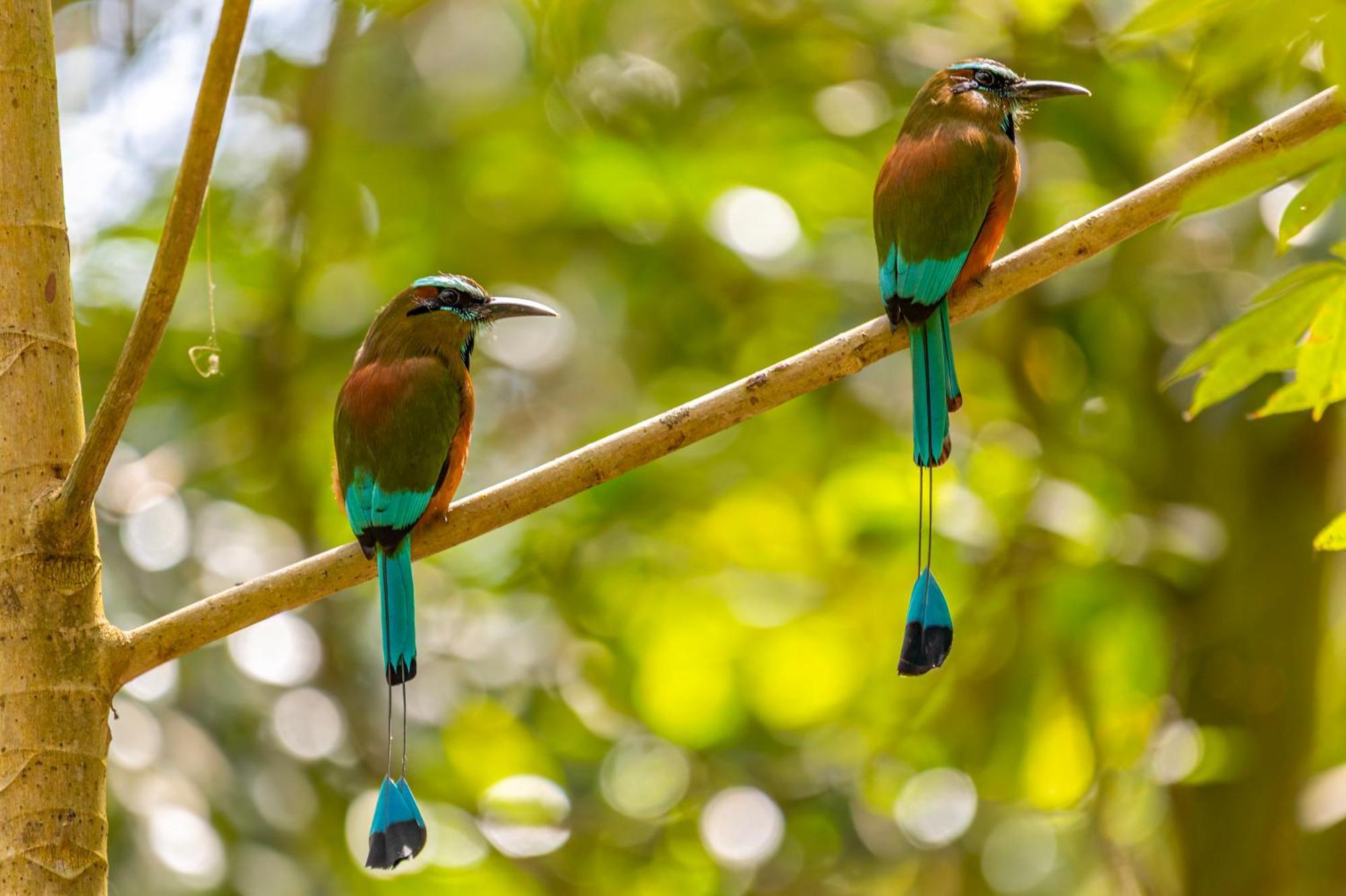 Treehouse H2ojos Campsite