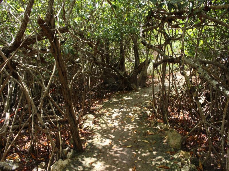 Maya Y Cenote 2* Tulum