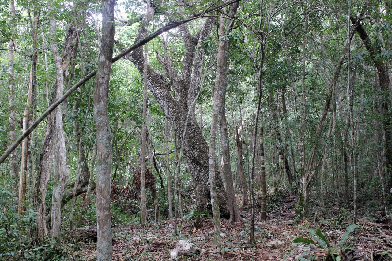 Stage One Camping Tulum