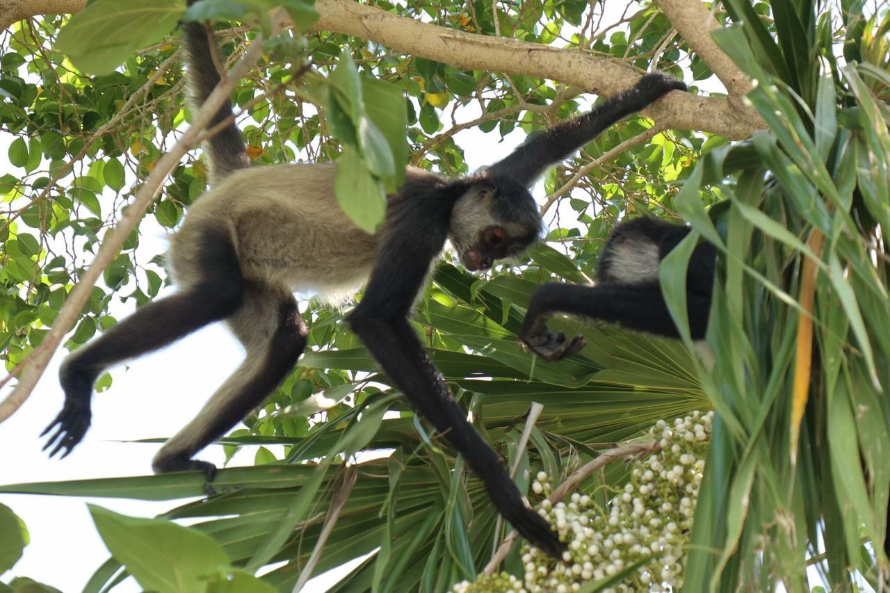 Casa Tzalam Selva Bed & Breakfast