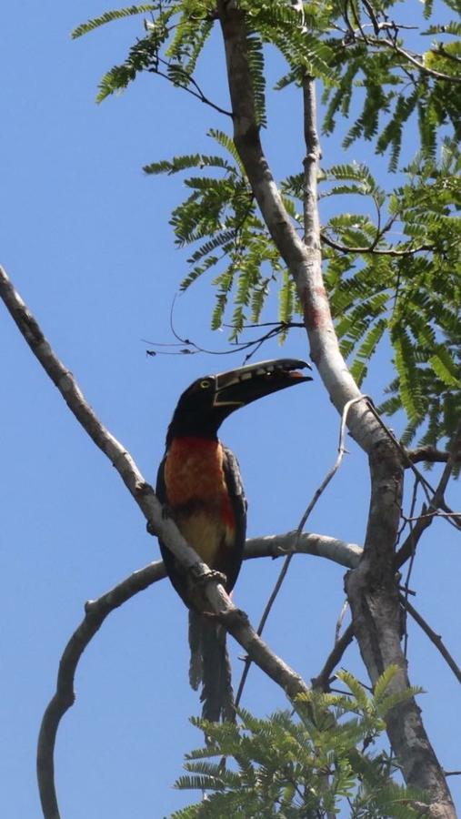Casa Tzalam Selva 4* Tulum