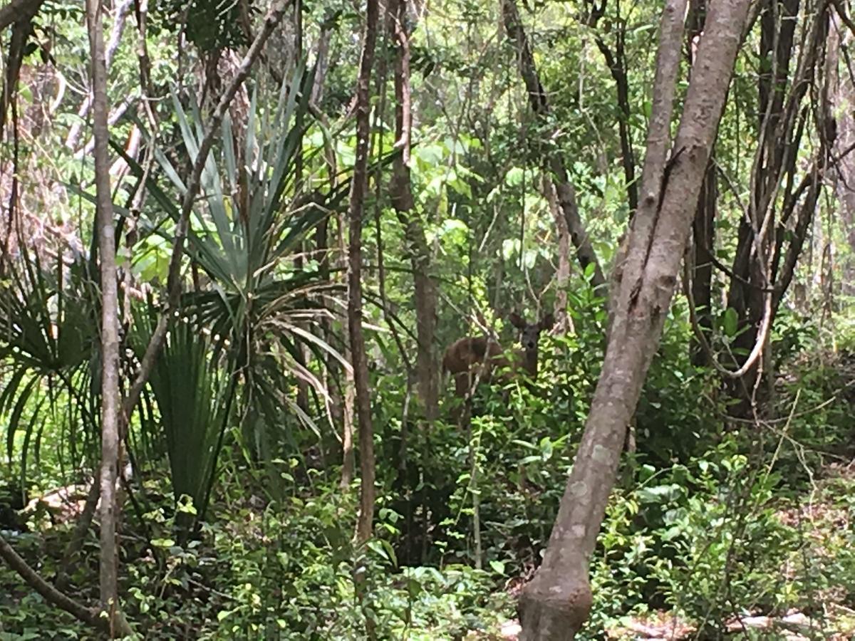 Casa Tzalam Selva Bed & Breakfast