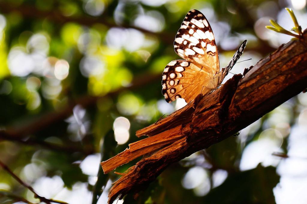 Apartment Casa Selva De Luz Tulum