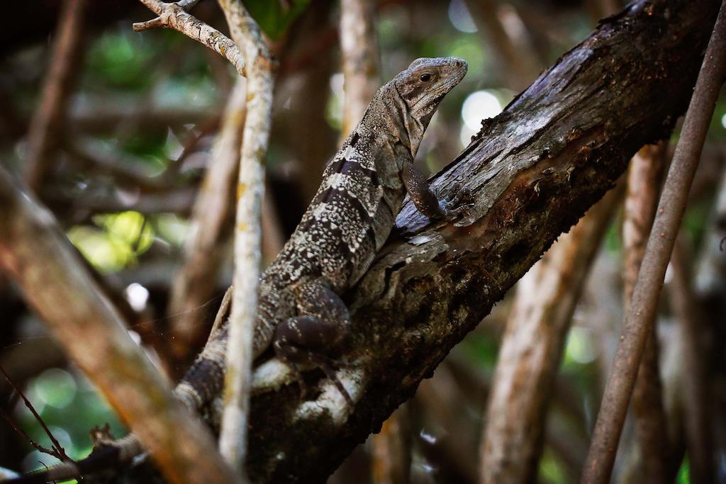 Casa Selva De Luz * Tulum