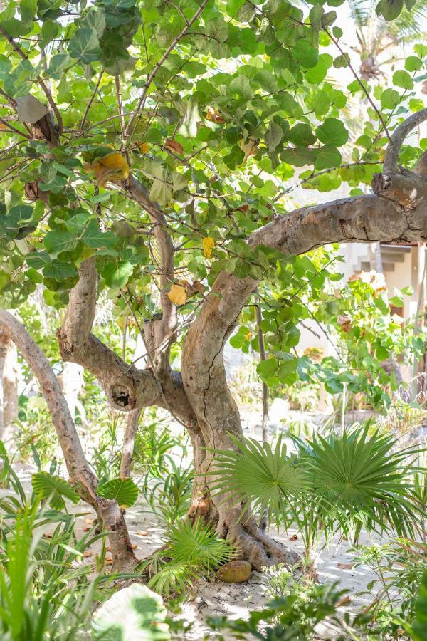 Ma'xanab Hotel Tulum