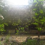 Barefoot Jungle Studios