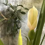 Wabi Sabi Garden Guesthouse By Amara Concepts.