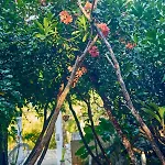 Agua Y Fuego Tulum