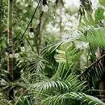 Jungle Boho 