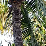 Playa Palmas Glamping 2* Tulum