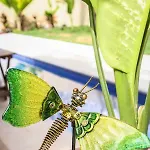 Stunning For 10-cabana-private Pool-parking * Tulum