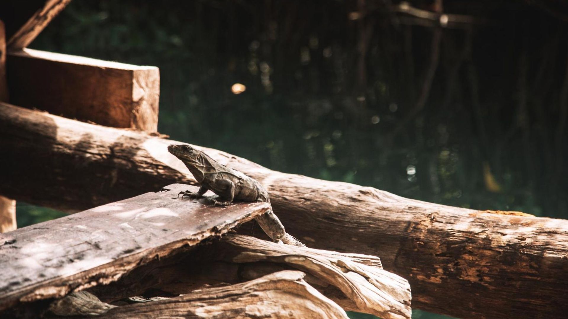 Campo de lujo Uman Glamping & Cenote