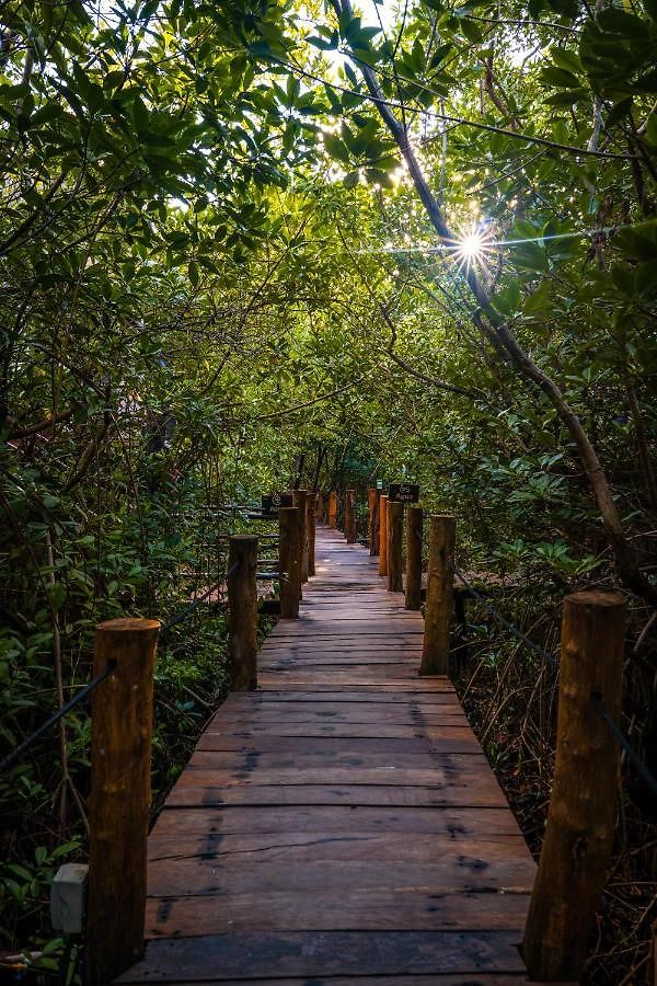 Manglex Eco 3* Tulum