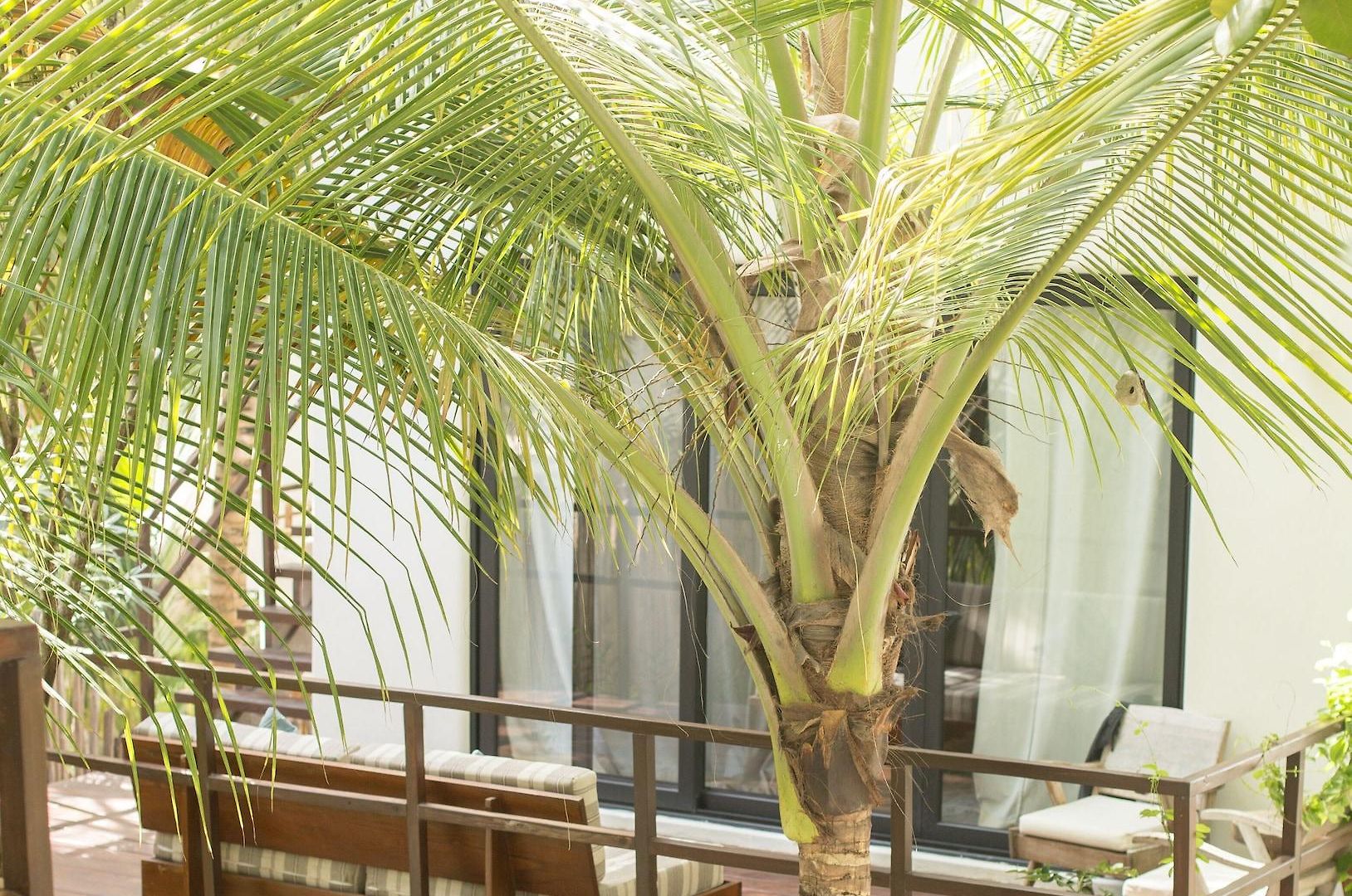 Hotel Chiringuito Tulum