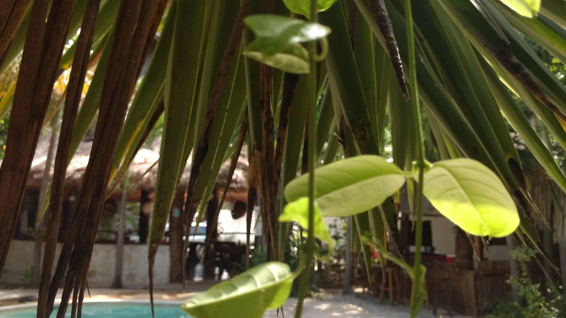 & Gardens Tulum