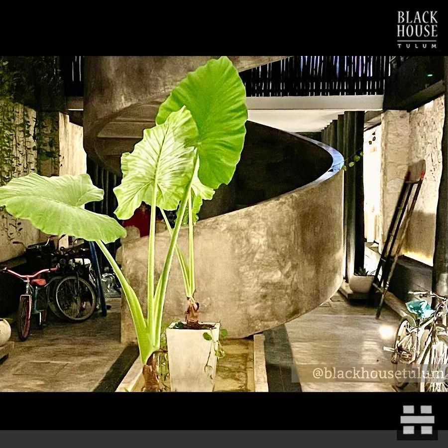 Black House * Tulum