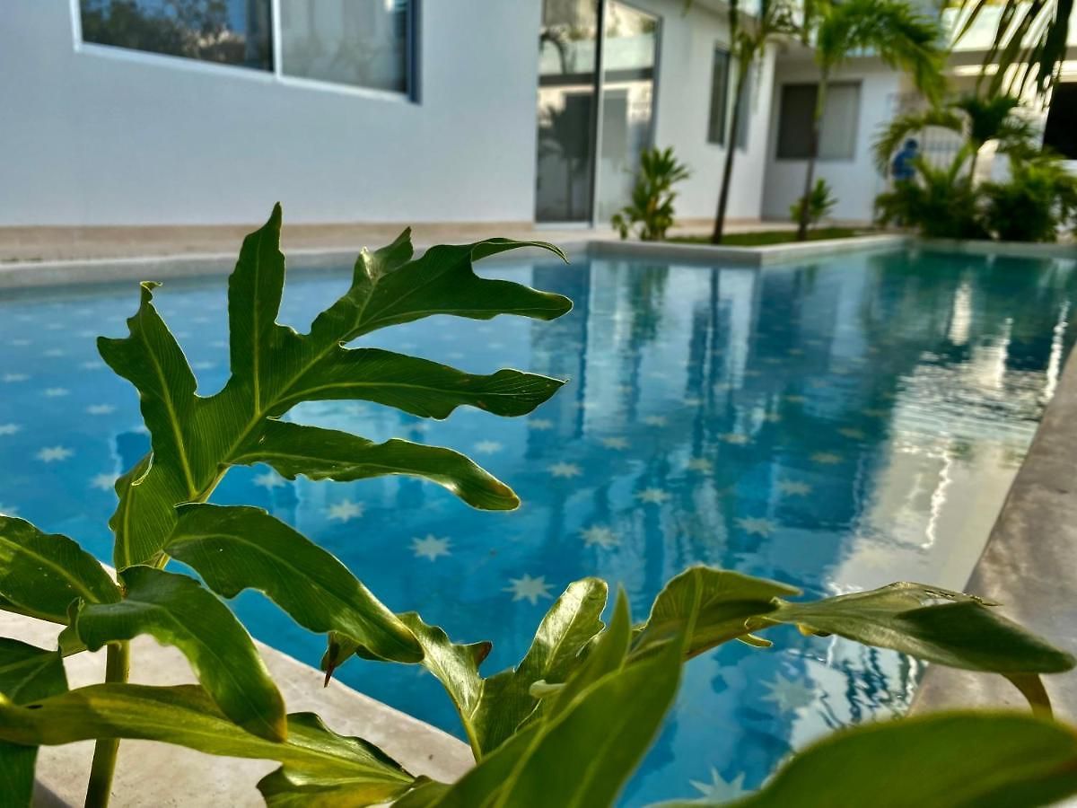 Rosa Azul 4*