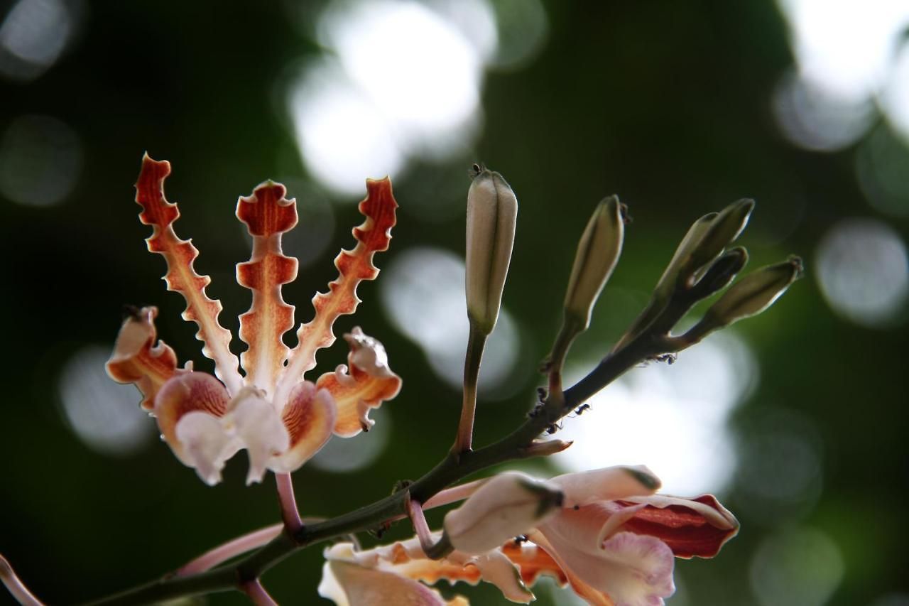 Casa Colibri Tankah Bed & Breakfast