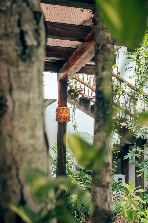 Orchid House Jungle
