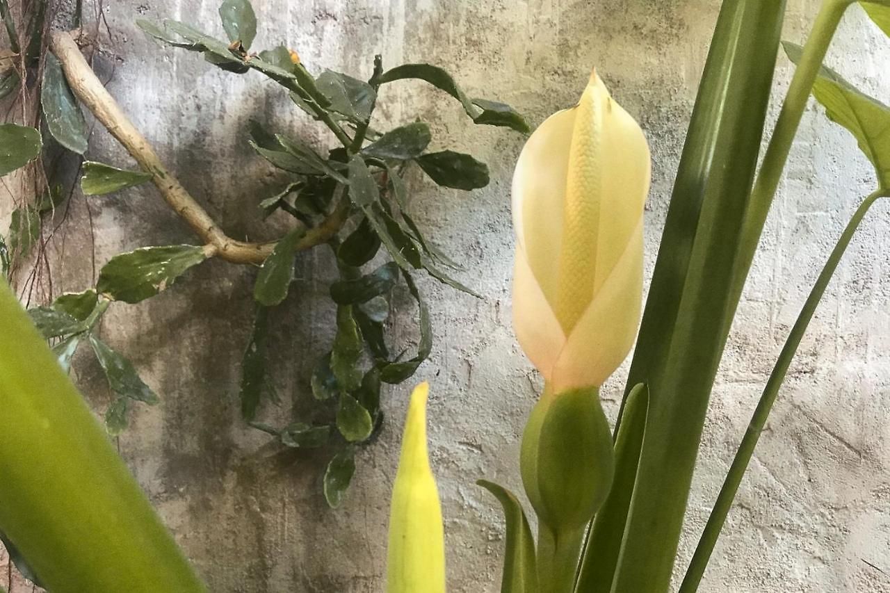 Wabi Sabi Garden By Amara Concepts. Hotel *