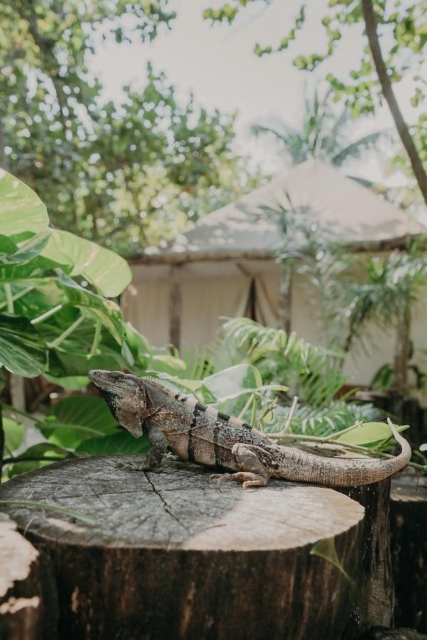 Ether Tulum