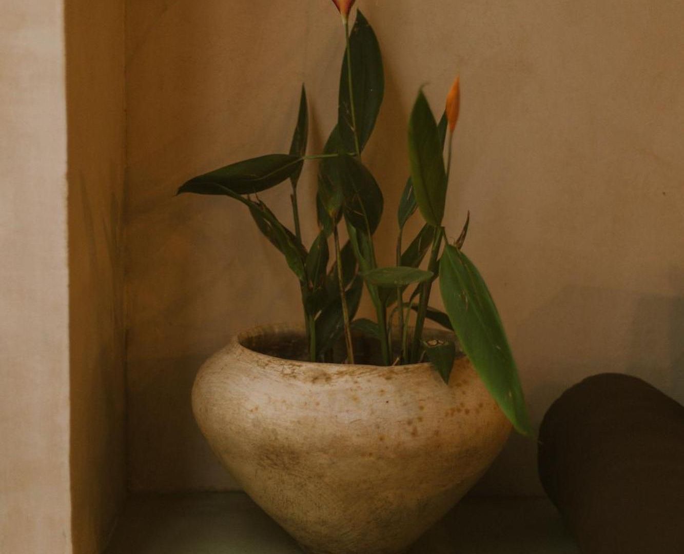 Gardenia Collective 4* Tulum