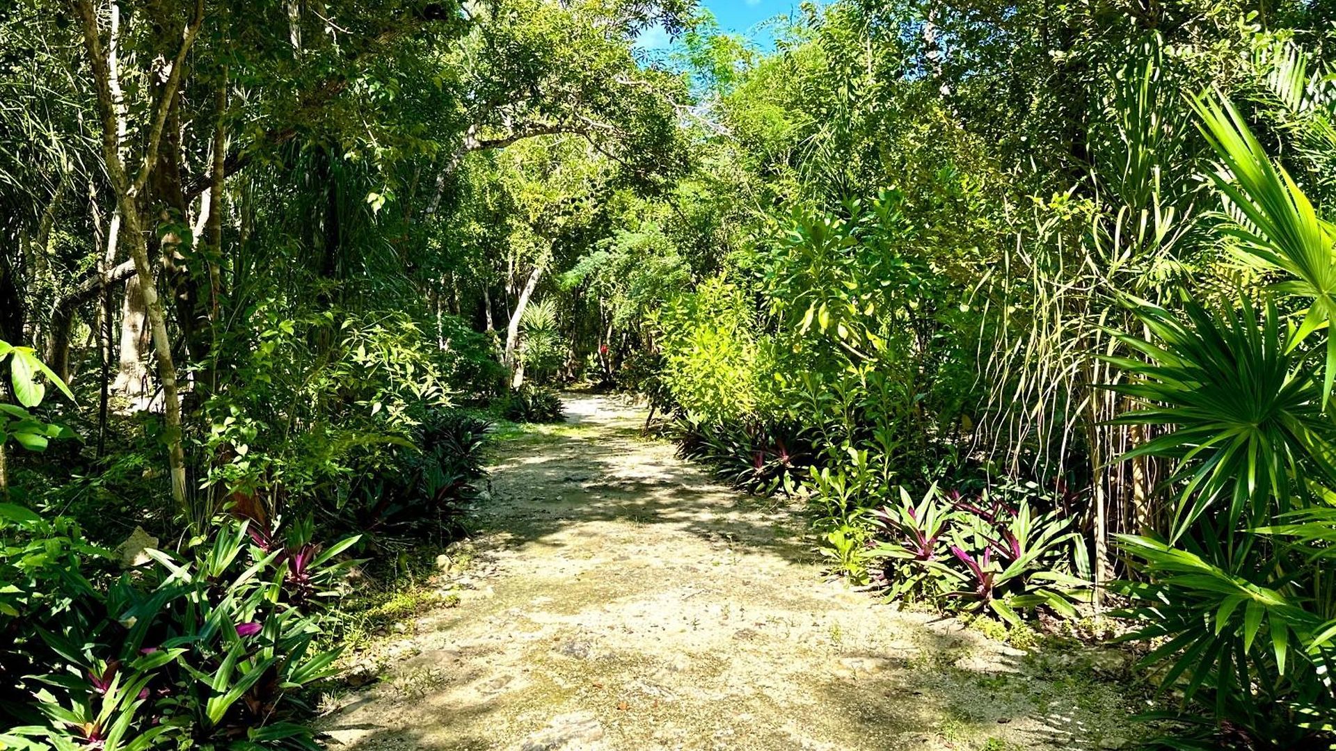 Camping Glamping Bunga Lotus Tulum