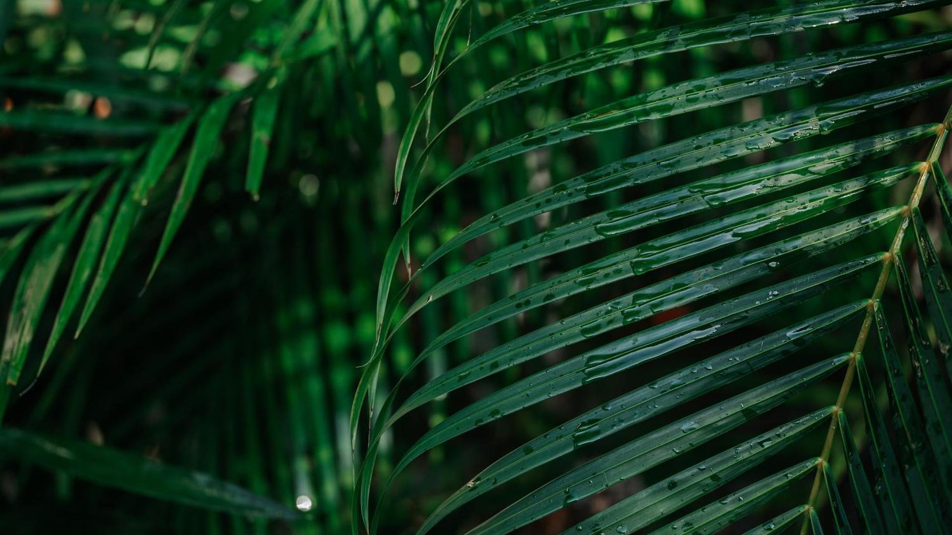 Icastico * Tulum