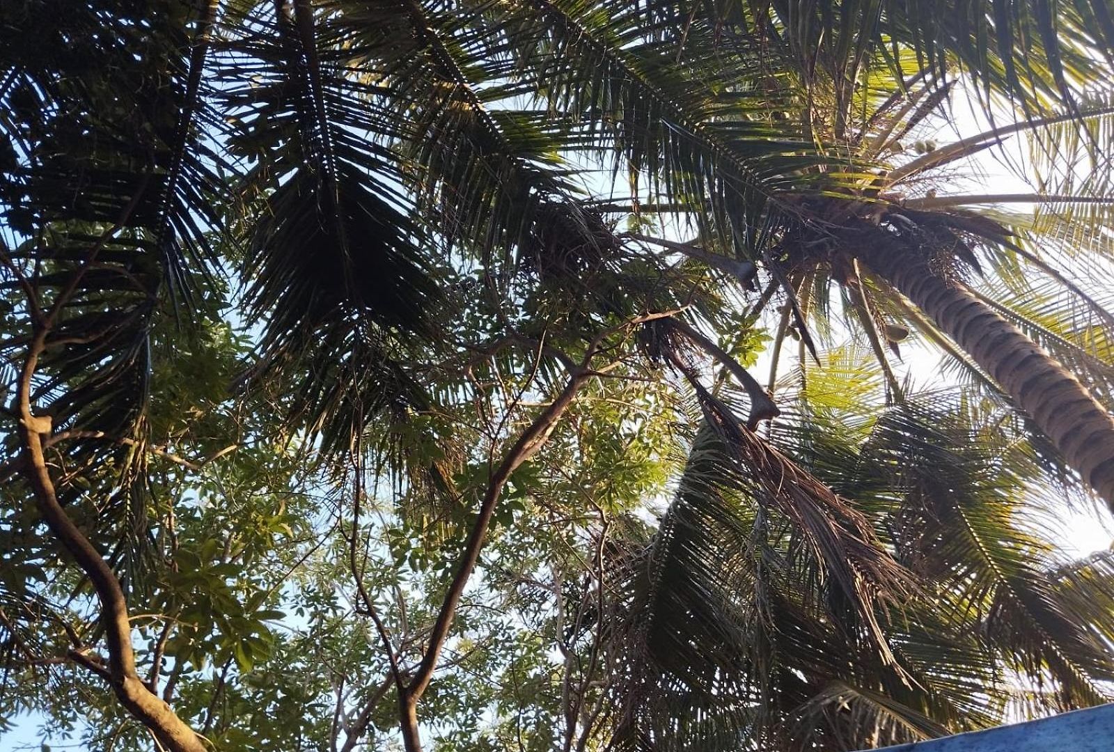 Xxxxxxx *