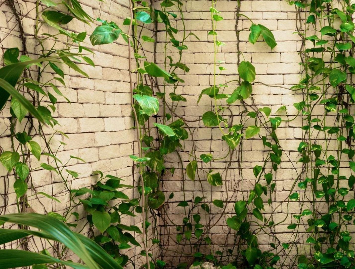 Villa Jungle Keva & Venue Tulum