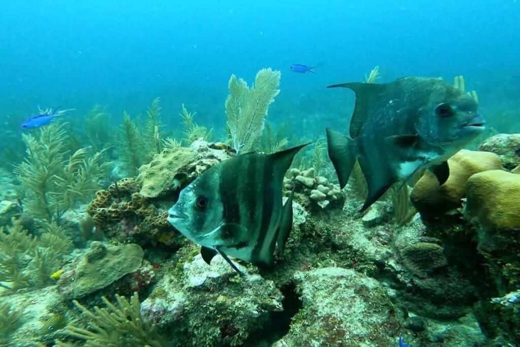 Al Lado De Zamna, Cenotes, Alberca, 2 Rec, Cerca De Aeropuerto, Playa 15 Min Apartment Tulum