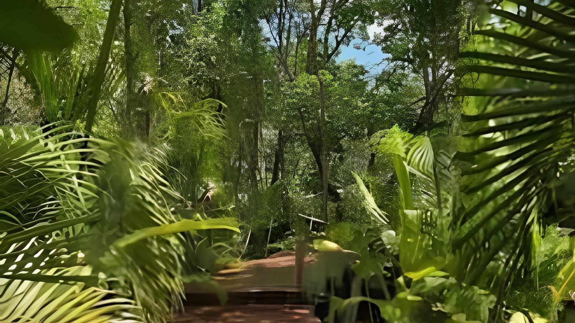 Oasis Yaaxlum *