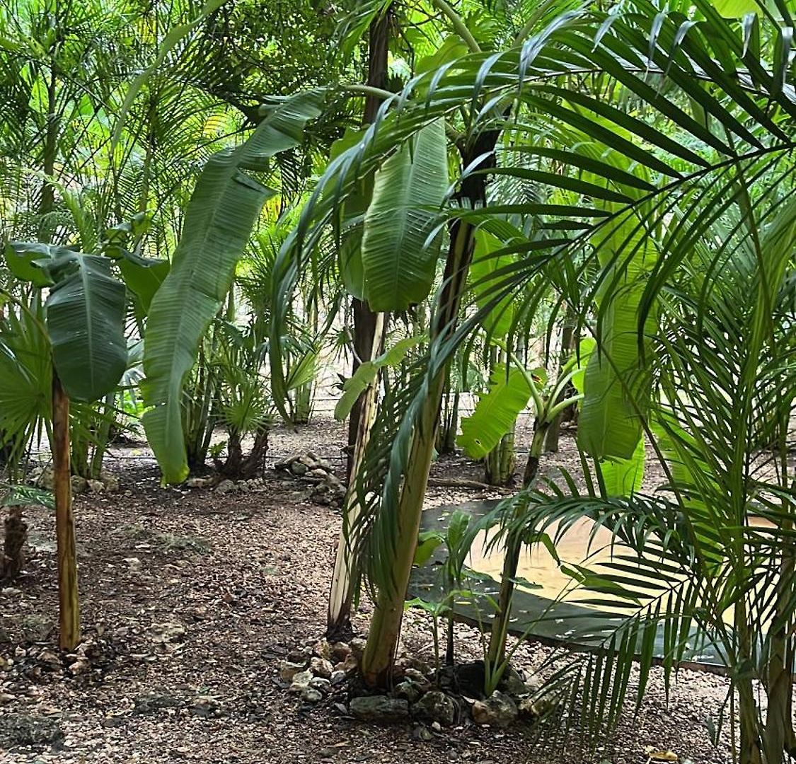 Cacao Estudio Particular Tulum