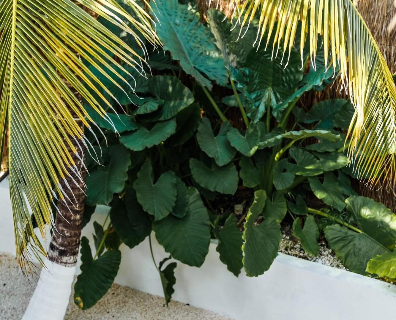 Co.bañitas * Tulum