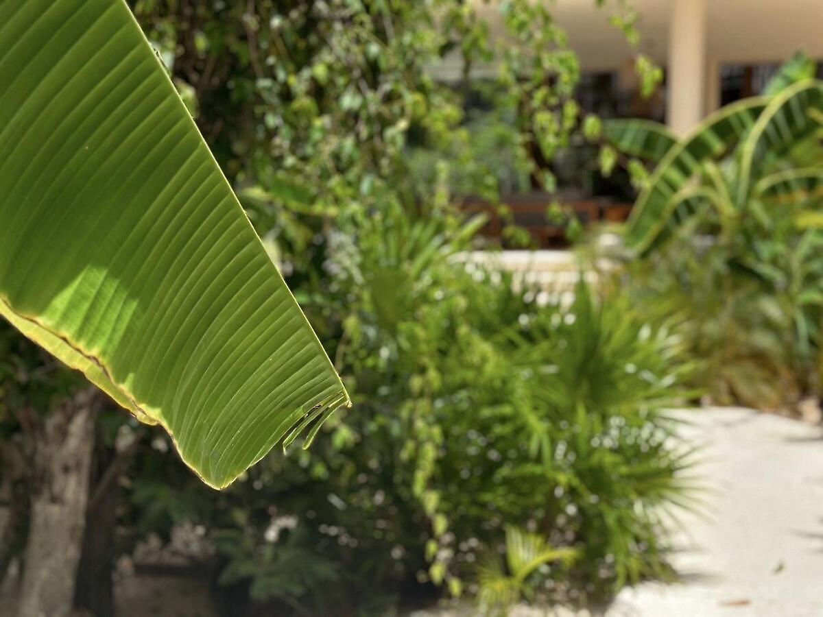 In Ophelia D9 Apartment Tulum