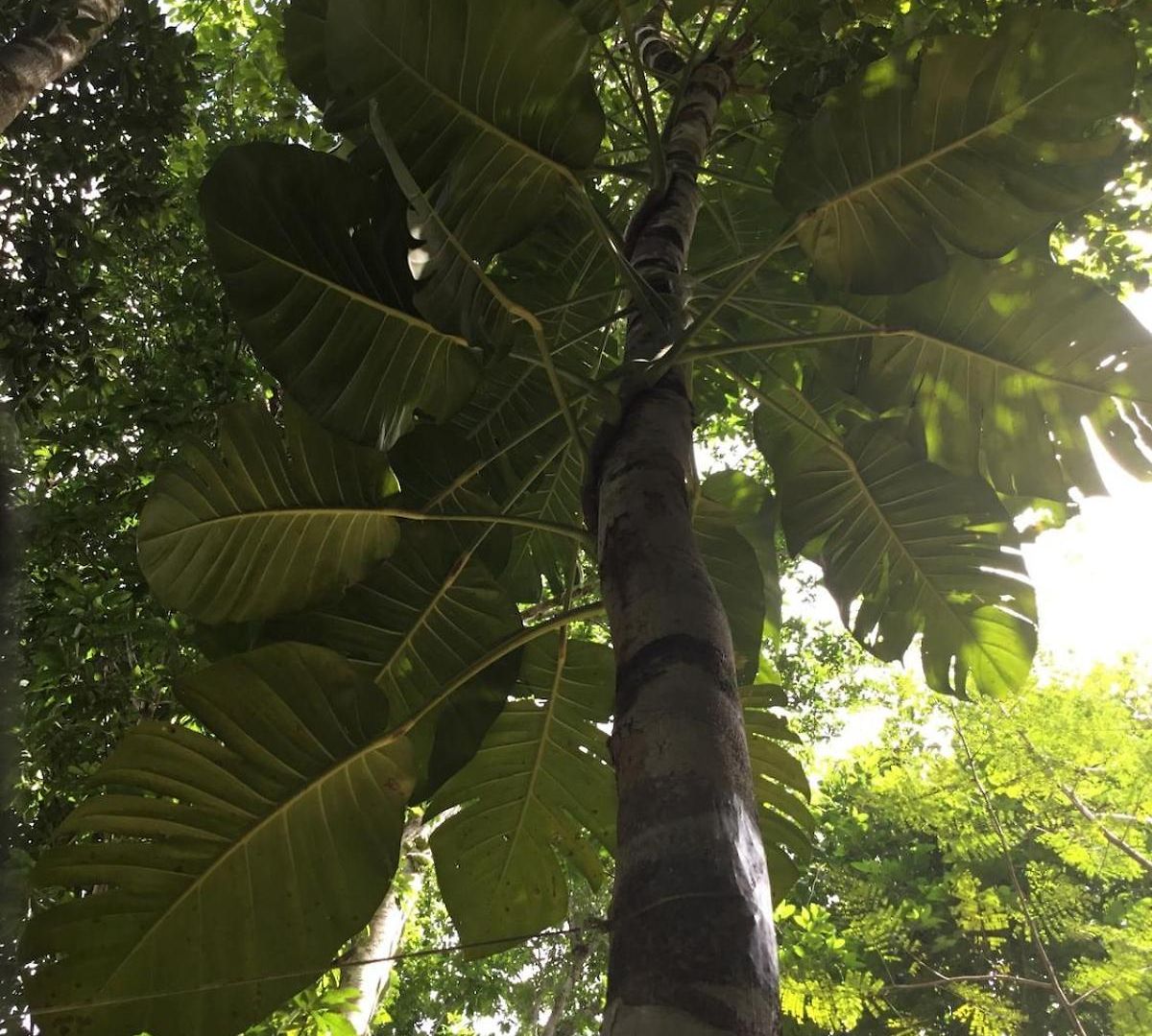 Zapote En Rancho Jaguares Jungle Retreat Camping *