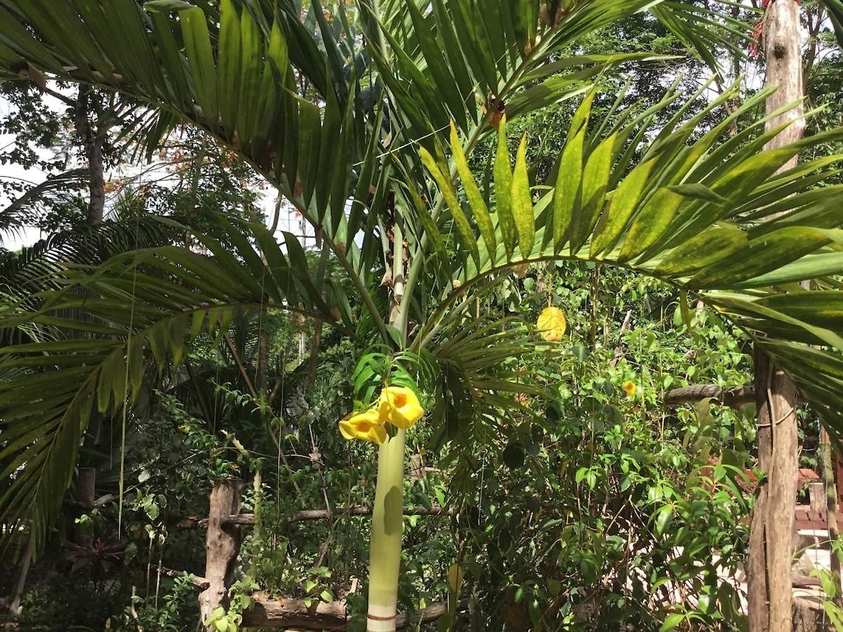 Zapote En Rancho Jaguares Jungle Retreat Tulum