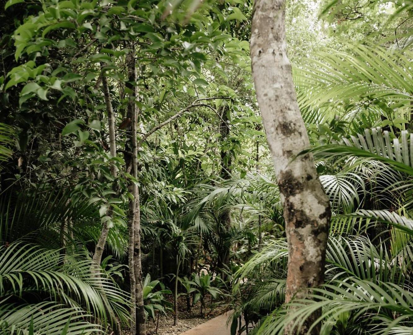 Casa Coco Jungle - Pv Pool&concierge 5b Villa Tulum