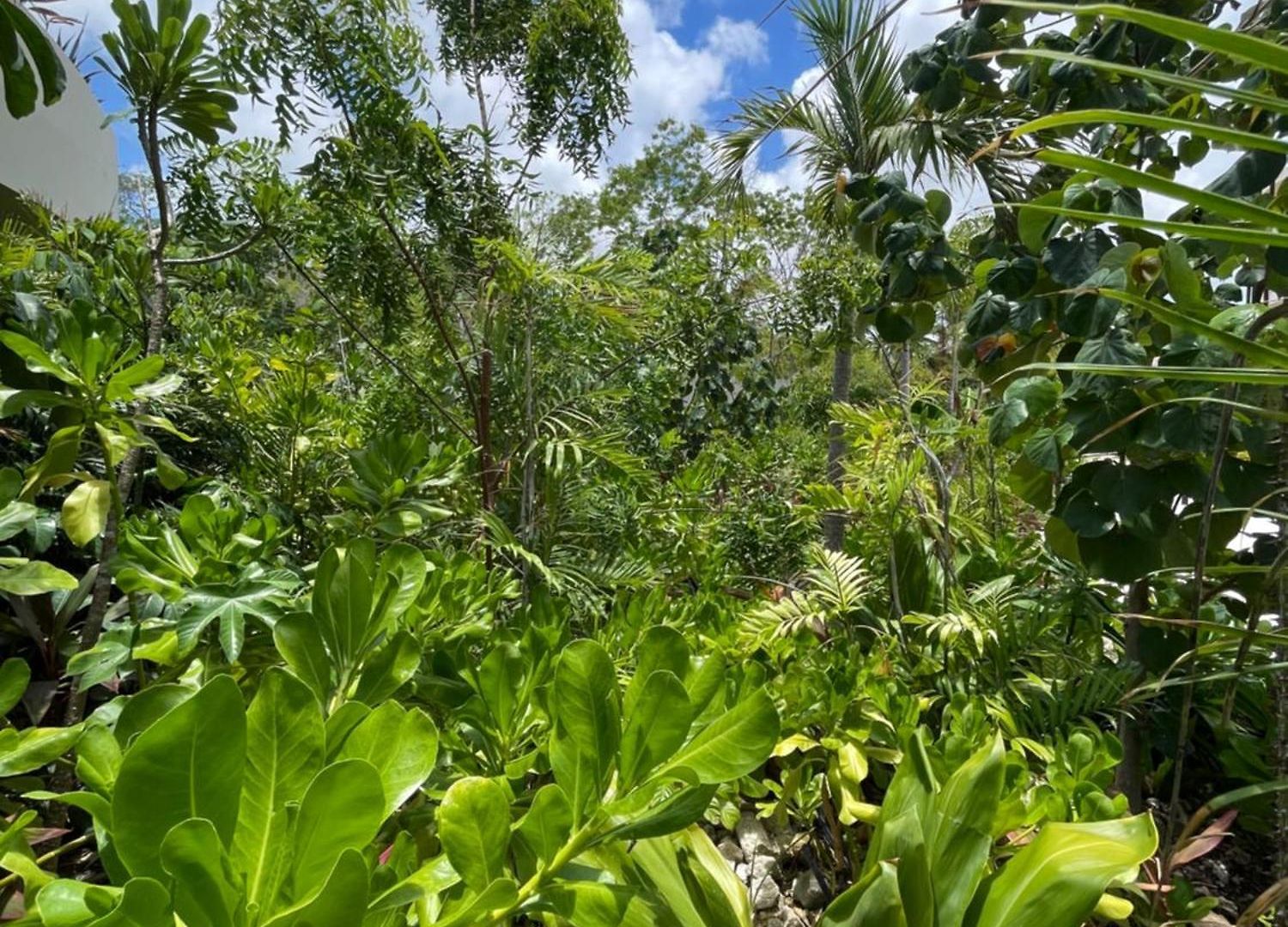 Lu'um - Free Shuttle To Club Tulum