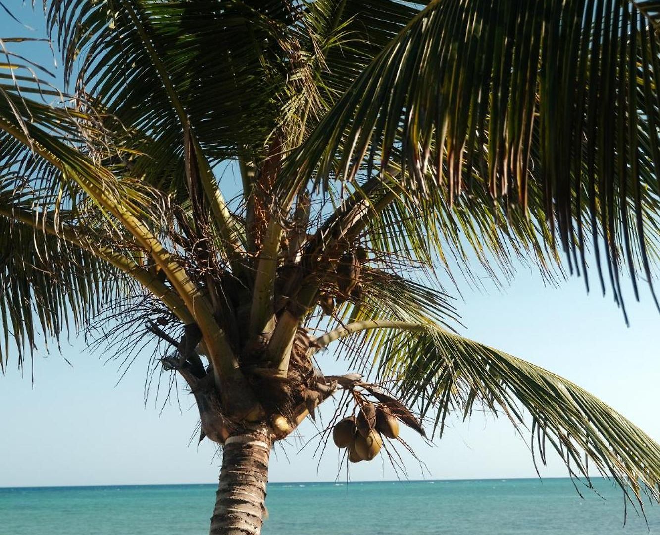 Kaoba Oceanfront Residences * Tulum