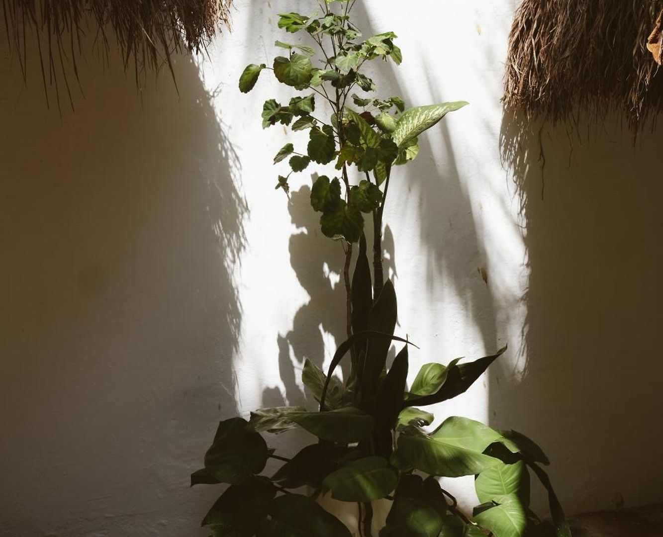 Hotel Casa Violeta Tulum