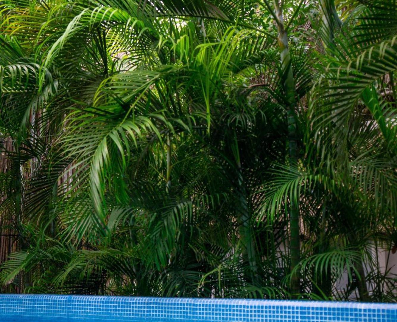 Hostal Maui *