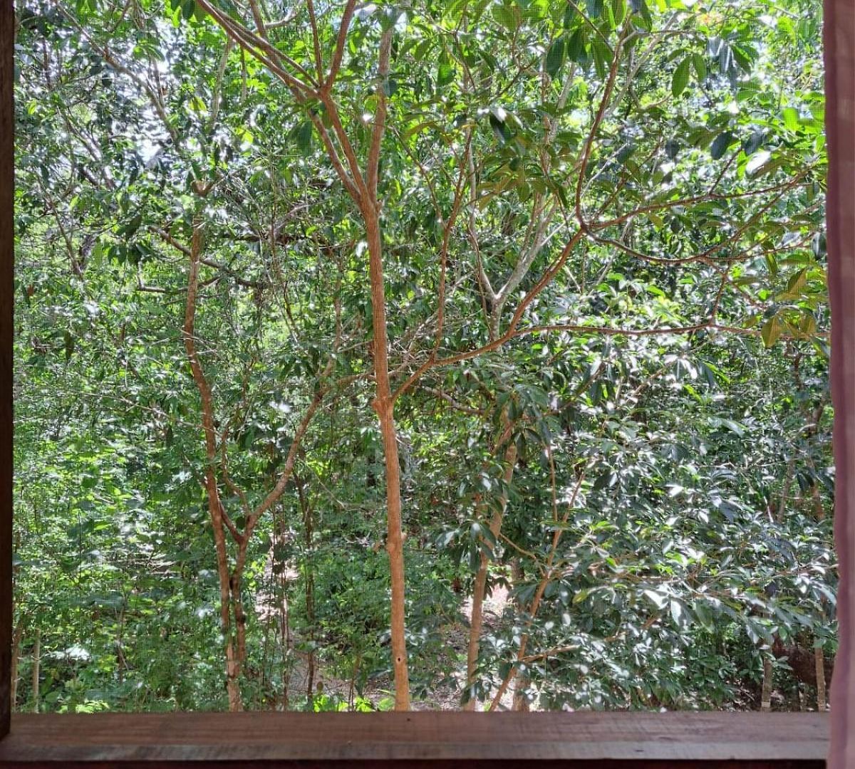 Casa Mango